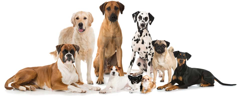 PerNic Cox - Naturalne leczenie przedefiniowania choroby zwyrodnieniowej stawów u psów